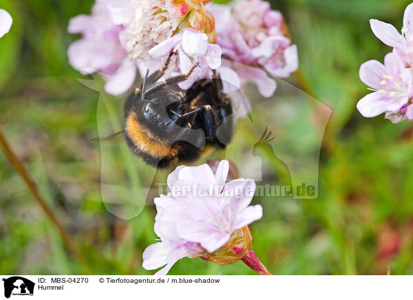 Hummel / bumblebee / MBS-04270