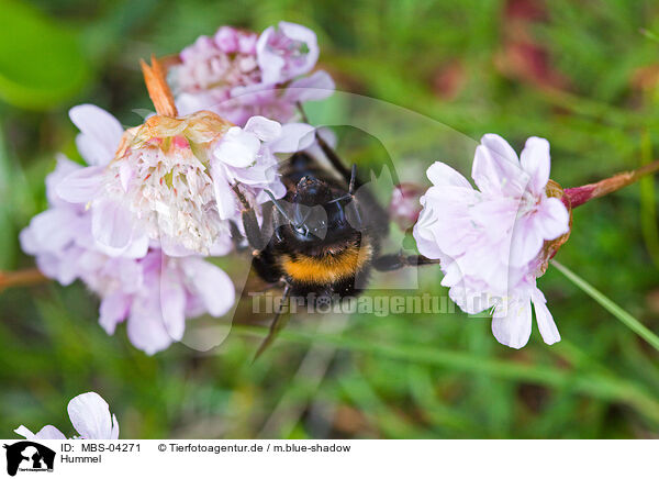 Hummel / bumblebee / MBS-04271