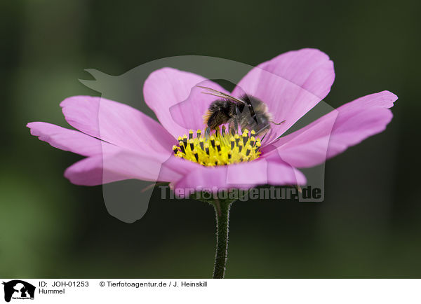 Hummel / bumblebee / JOH-01253