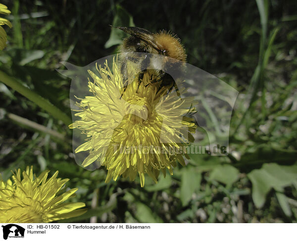 Hummel / bumblebee / HB-01502