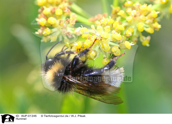 Hummel / bumblebee / WJP-01346