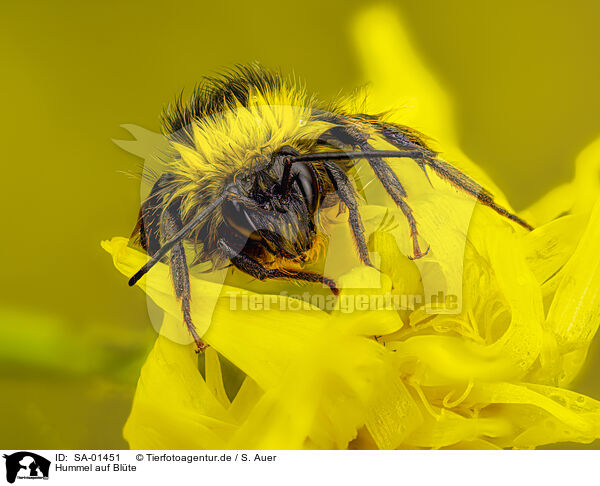 Hummel auf Blte / bumblebee on bloom / SA-01451