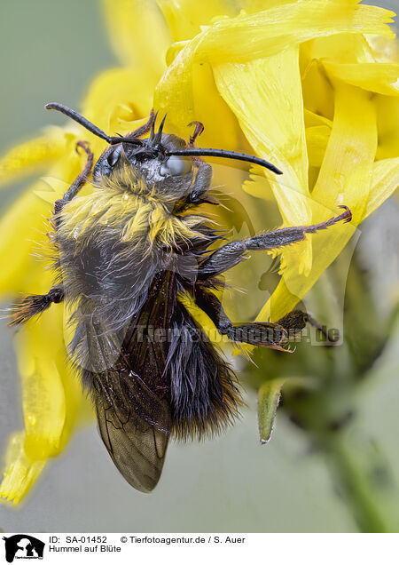Hummel auf Blte / bumblebee on bloom / SA-01452