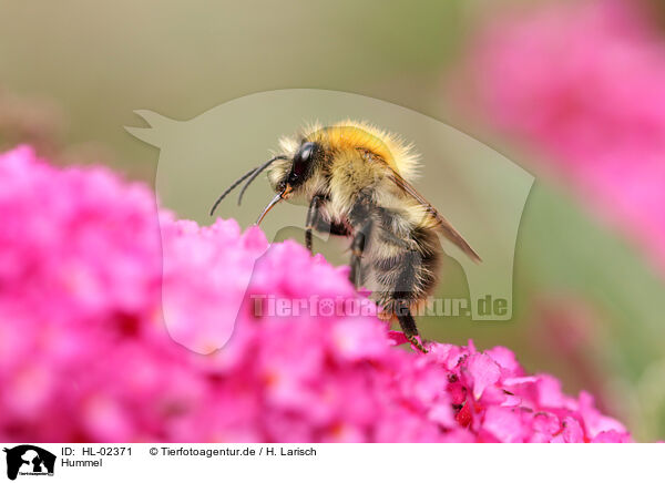 Hummel / bumblebee / HL-02371