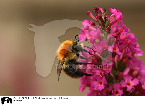 Hummel / bumblebee / HL-02384