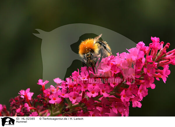 Hummel / bumblebee / HL-02385