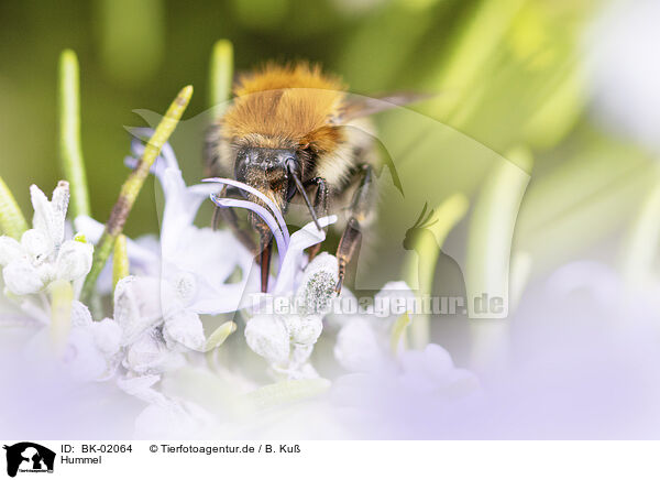 Hummel / bumblebee / BK-02064