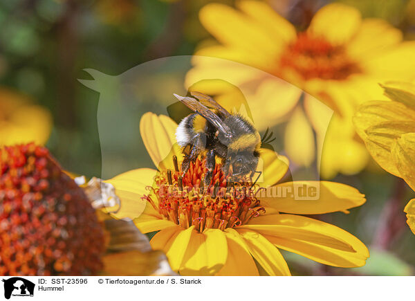 Hummel / bumblebee / SST-23596