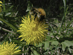 Hummel