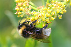 Hummel