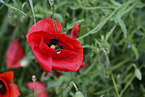 Hummel