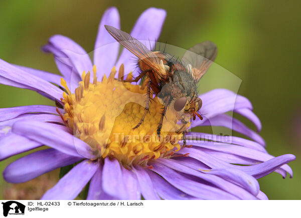 Igelfliege / Hedgehog fly / HL-02433