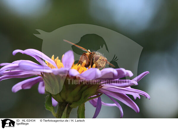 Igelfliege / Hedgehog fly / HL-02434