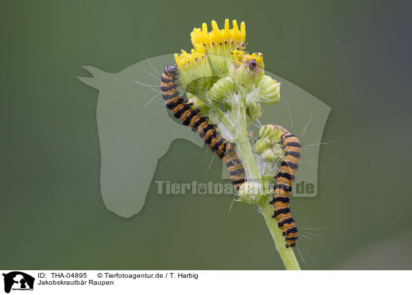 Jakobskrautbr Raupen / cinnabar moth grubs / THA-04895