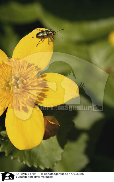 Sumpfdotterblume mit Insekt / kingcup with insect / AVD-01794