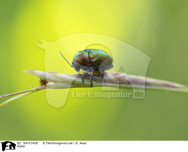 Kfer / bug / SA-01406
