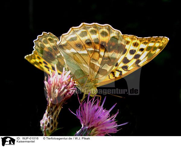 Kaisermantel / silver-washed fritillary / WJP-01016