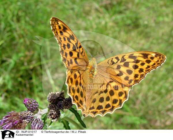 Kaisermantel / silver-washed fritillary / WJP-01017