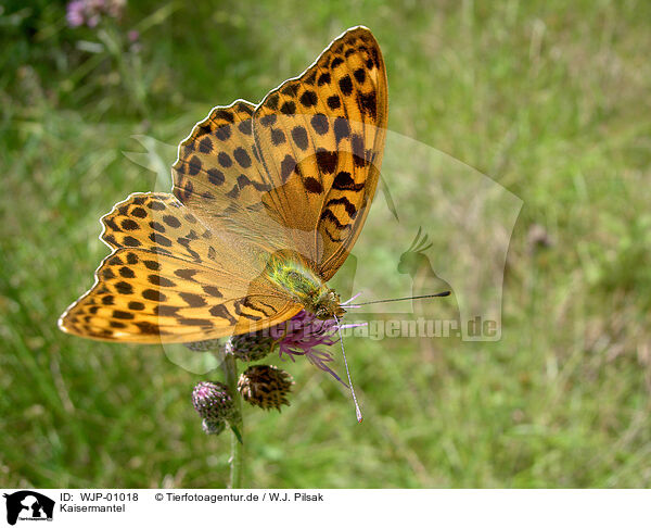 Kaisermantel / silver-washed fritillary / WJP-01018