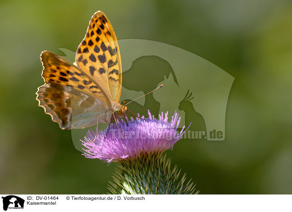 Kaisermantel / silver-washed fritillary / DV-01464