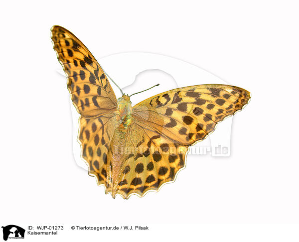 Kaisermantel / silver-washed fritillary / WJP-01273