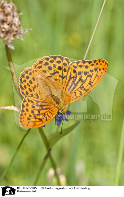 Kaisermantel / Silver-washed fritillary / HJ-02285