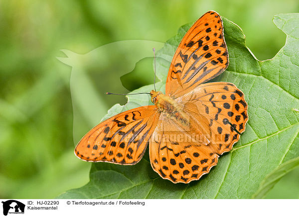 Kaisermantel / Silver-washed Fritillary / HJ-02290