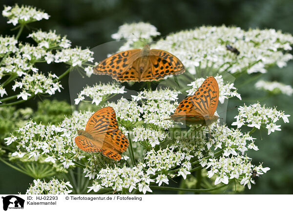 Kaisermantel / Silver-washed Fritillary / HJ-02293