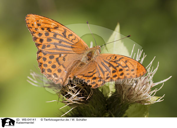 Kaisermantel / silver-washed fritillary / WS-04141