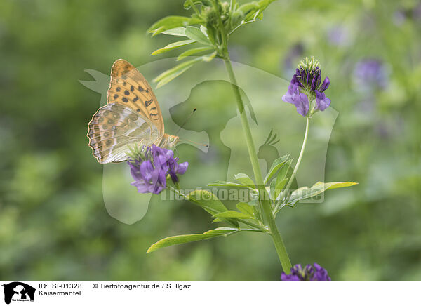 Kaisermantel / silver-washed, fritillary / SI-01328