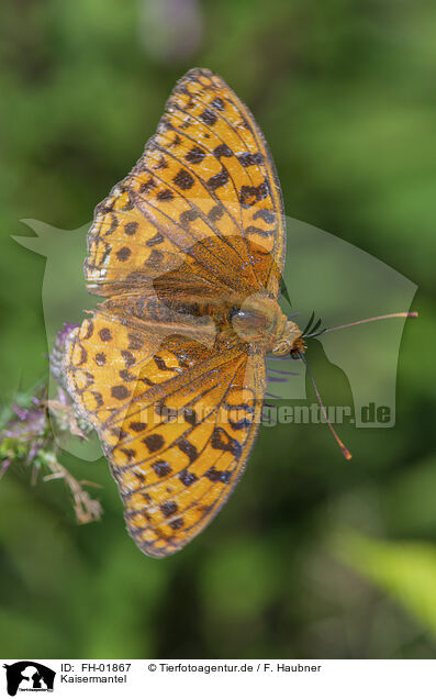 Kaisermantel / silver-washed fritillar / FH-01867