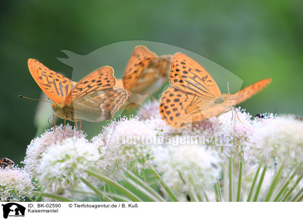 Kaisermantel / silver-washed fritillary / BK-02590