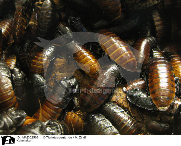 Kakerlaken / cockroaches / MAZ-02509