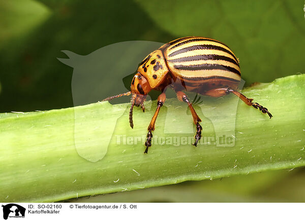 Kartoffelkfer / potato beetle / SO-02160