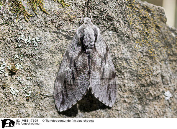 Kiefernschw�rmer / pine hawkmoth / MBS-17395