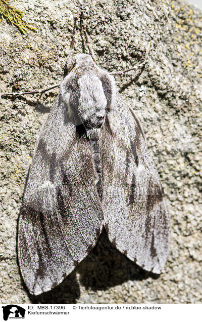 Kiefernschwrmer / pine hawkmoth / MBS-17396