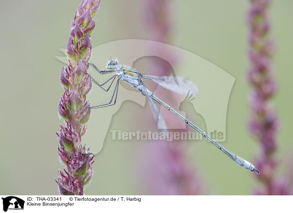 Kleine Binsenjungfer / damselfly / THA-03341