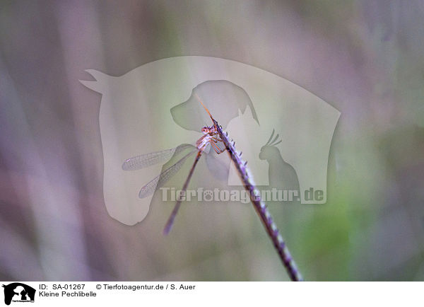 Kleine Pechlibelle / Scarce blue-tailed Damselfly / SA-01267