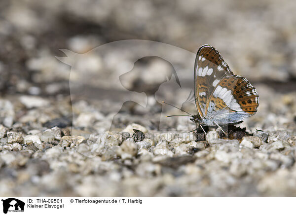 Kleiner Eisvogel / White Admiral Butterfly / THA-09501