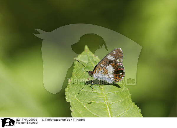 Kleiner Eisvogel / White Admiral Butterfly / THA-09503