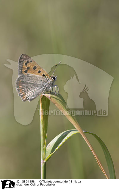 sitzender Kleiner Feuerfalter / sitting Common Copper / SI-01158