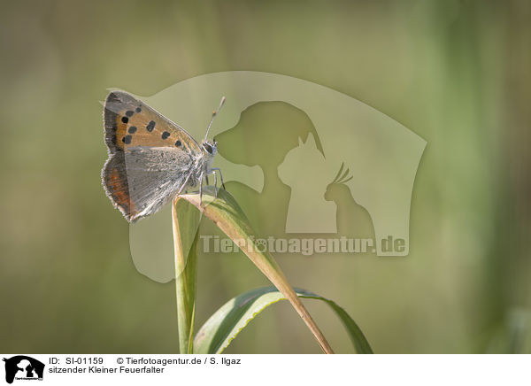 sitzender Kleiner Feuerfalter / sitting Common Copper / SI-01159