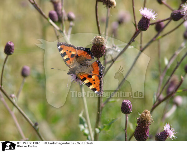 Kleiner Fuchs / butterfly / WJP-01187