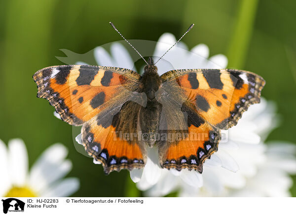 Kleine Fuchs / Small Tortoiseshell / HJ-02283