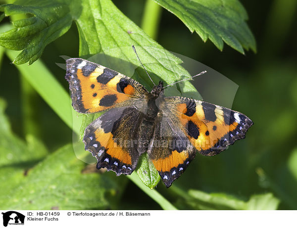 Kleiner Fuchs / small tortoiseshell butterfly / HB-01459