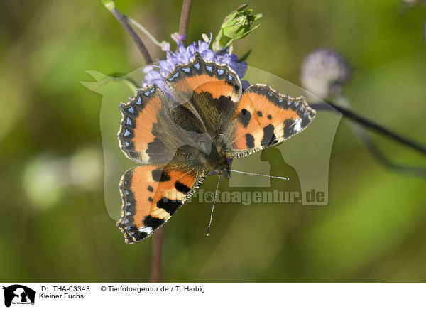 Kleiner Fuchs / small tortoiseshell / THA-03343