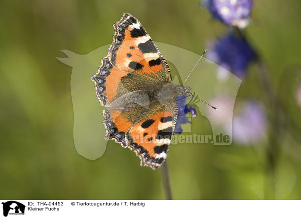 Kleiner Fuchs / small tortoiseshell butterfly / THA-04453