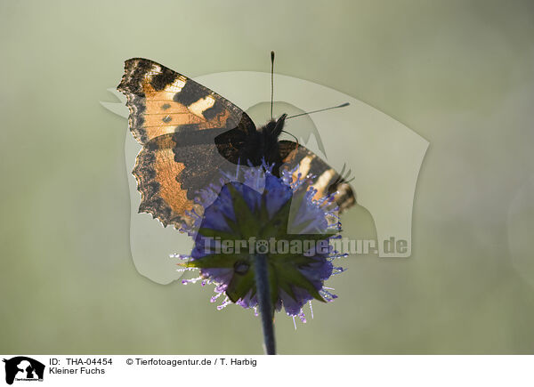Kleiner Fuchs / small tortoiseshell butterfly / THA-04454
