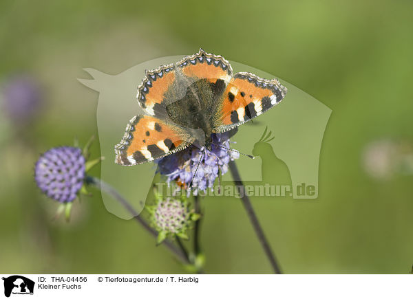 Kleiner Fuchs / small tortoiseshell butterfly / THA-04456