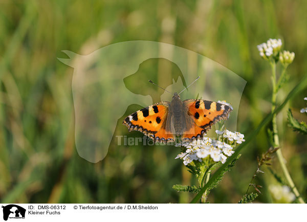 Kleiner Fuchs / small tortoiseshell butterfly / DMS-06312